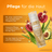 avinya® Naturkosmetik CARE EMULSION Lotion