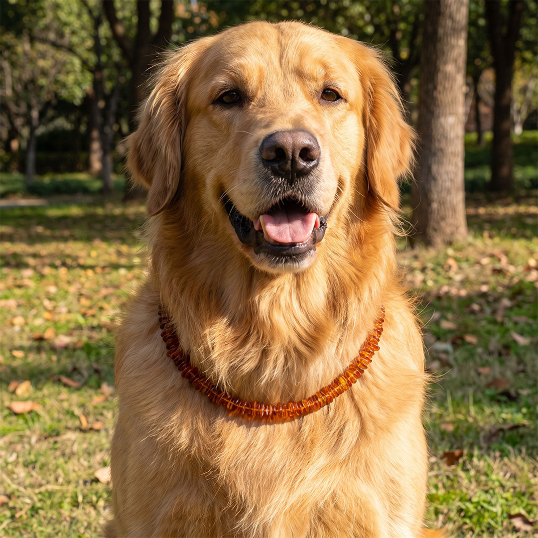 Bernstein Halsband für Hunde