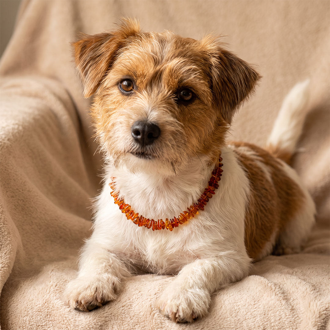 Bernstein Halsband für Hunde