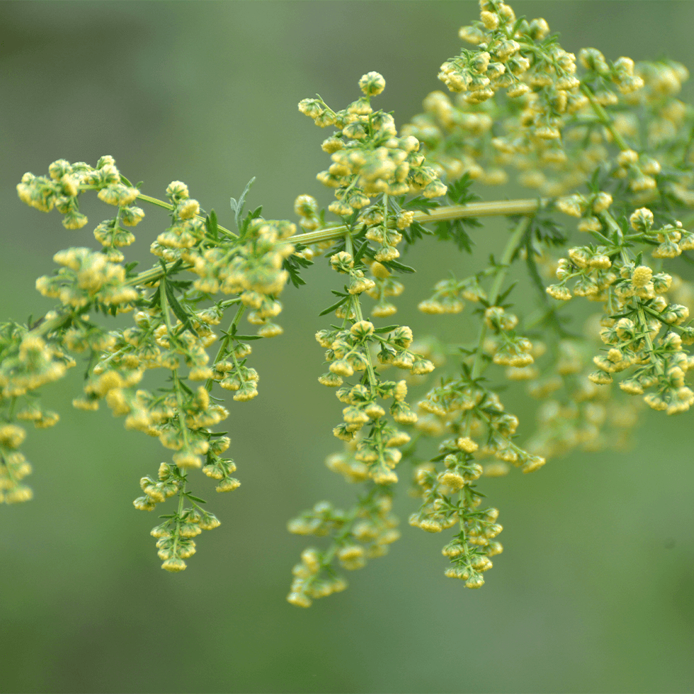 Bio Artemisia annua (Einjähriger Beifuß) geschnitten