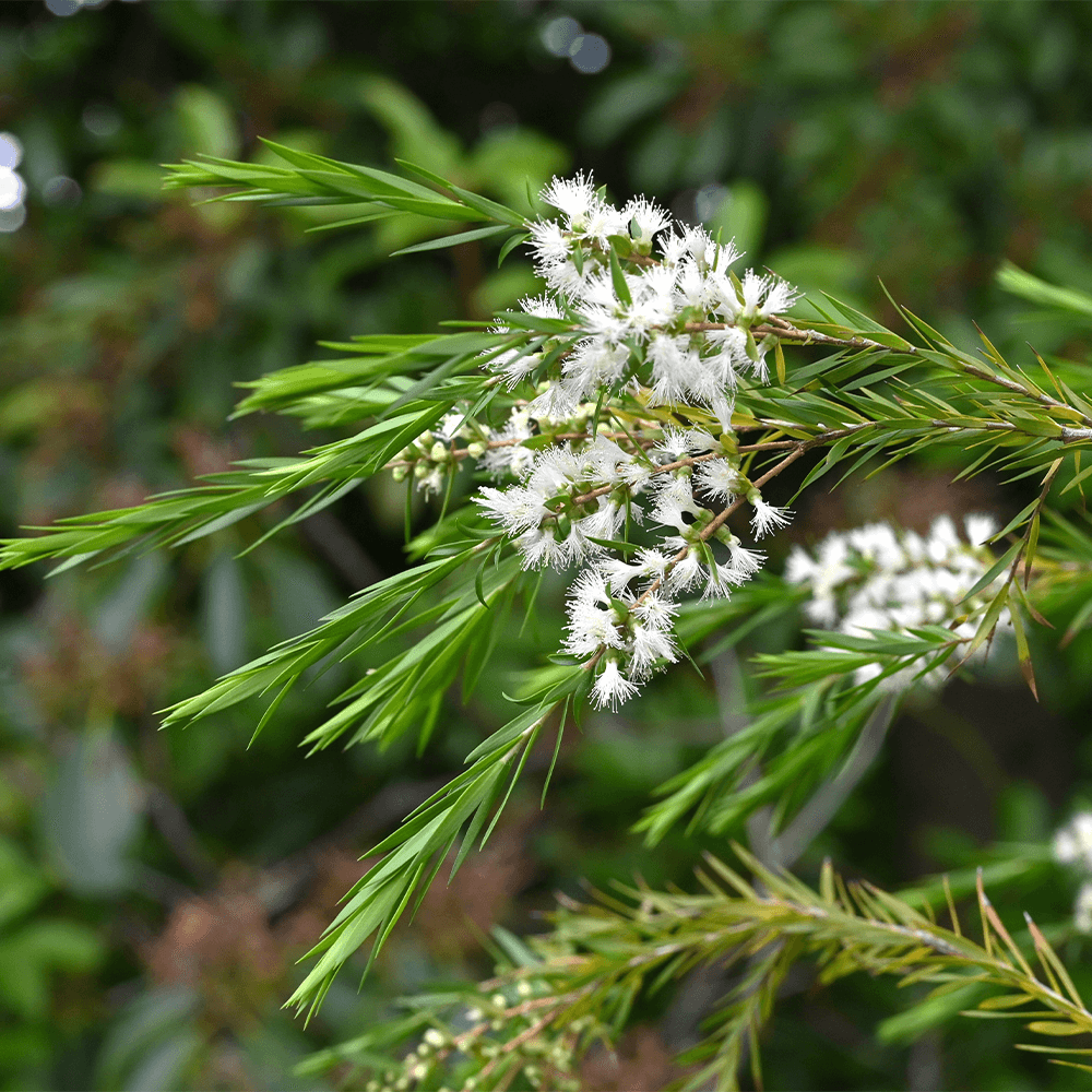 Bio Teebaum Hydrolat (Teebaumwasser)