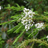 Bio Teebaum Hydrolat (Teebaumwasser)
