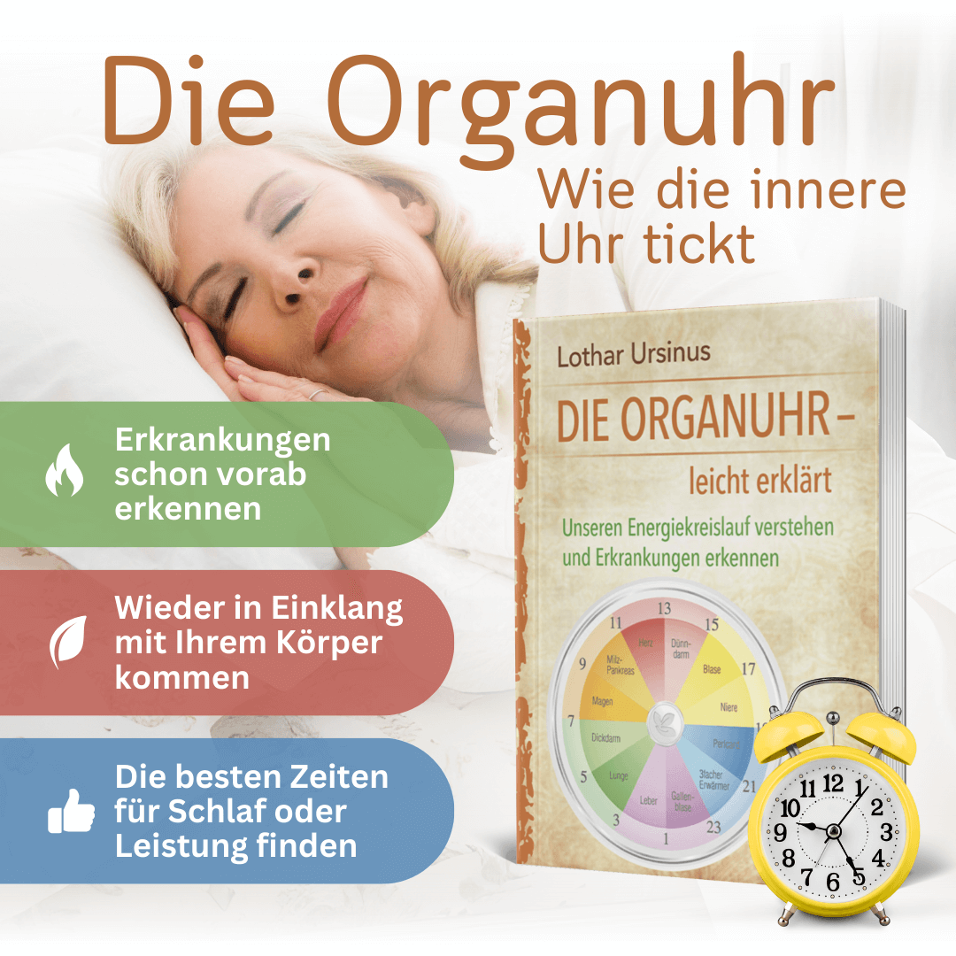 Die Organuhr – leicht erklärt