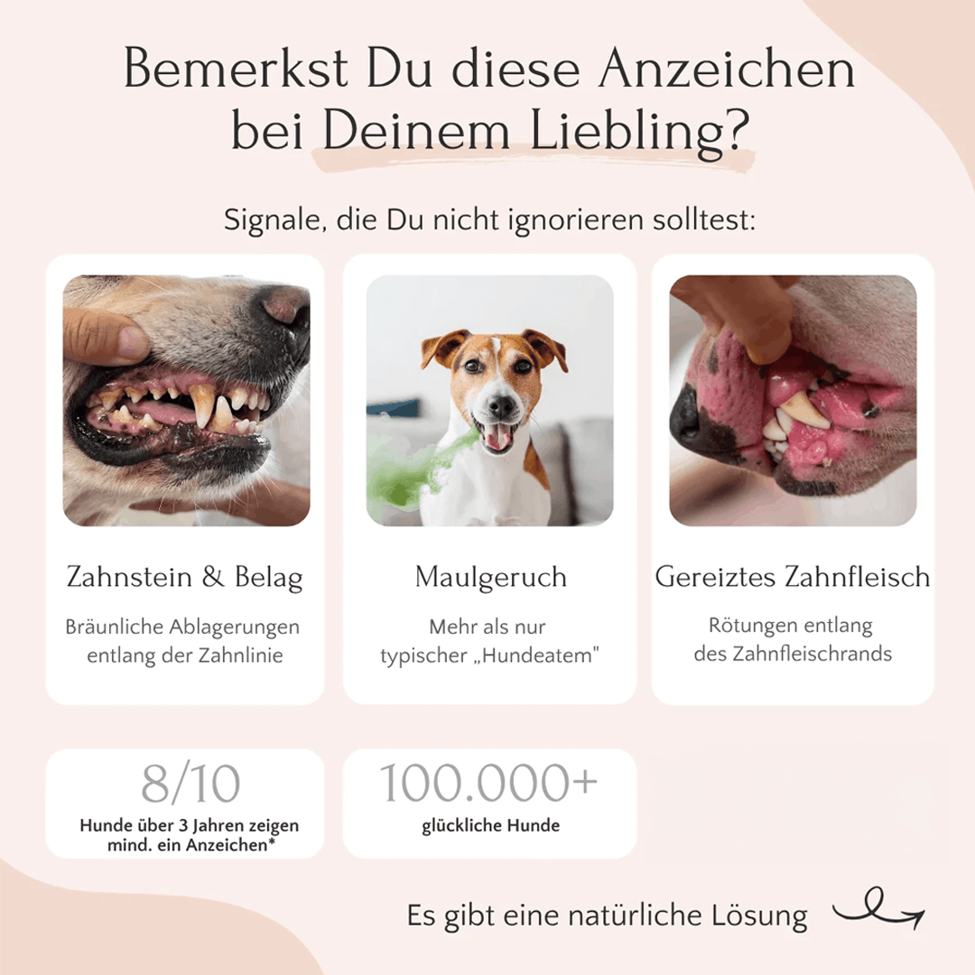 Dental Pulver für Hunde