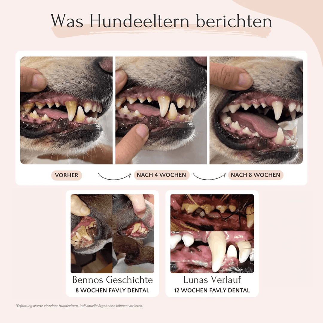 Dental Pulver für Hunde