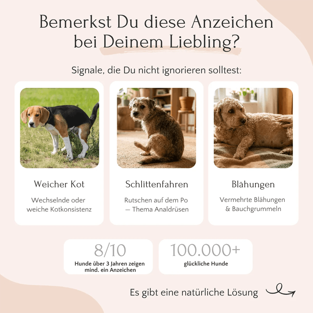 FloraVital Pulver für Hunde
