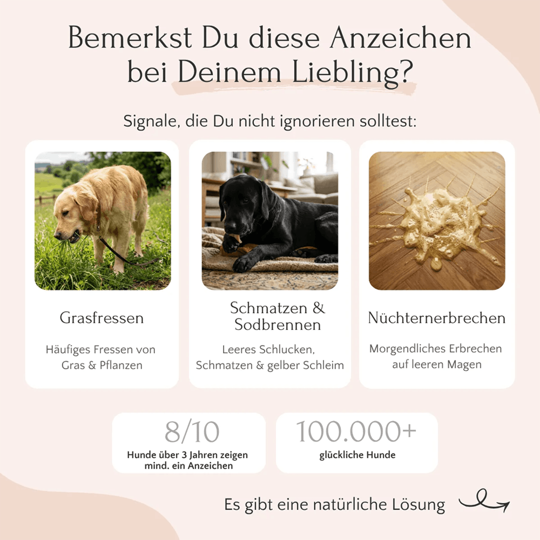 Gastro Pulver für Hunde
