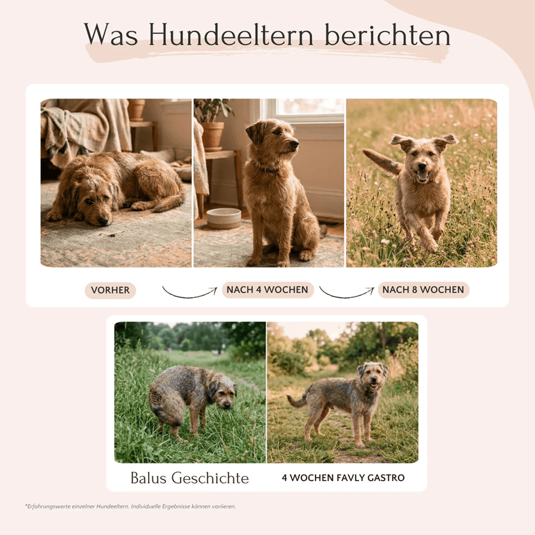 Gastro Pulver für Hunde
