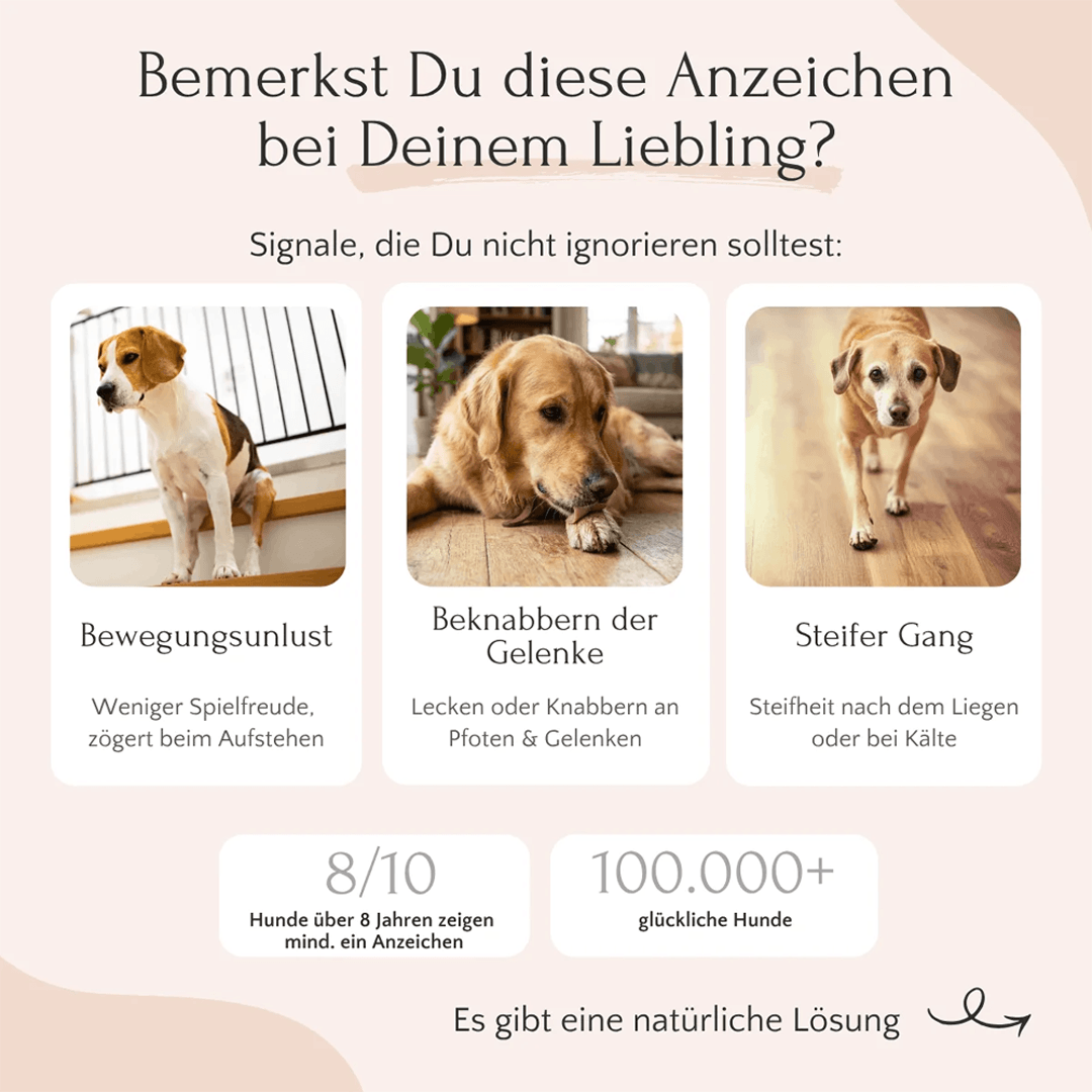 Mobility Pulver für Hunde