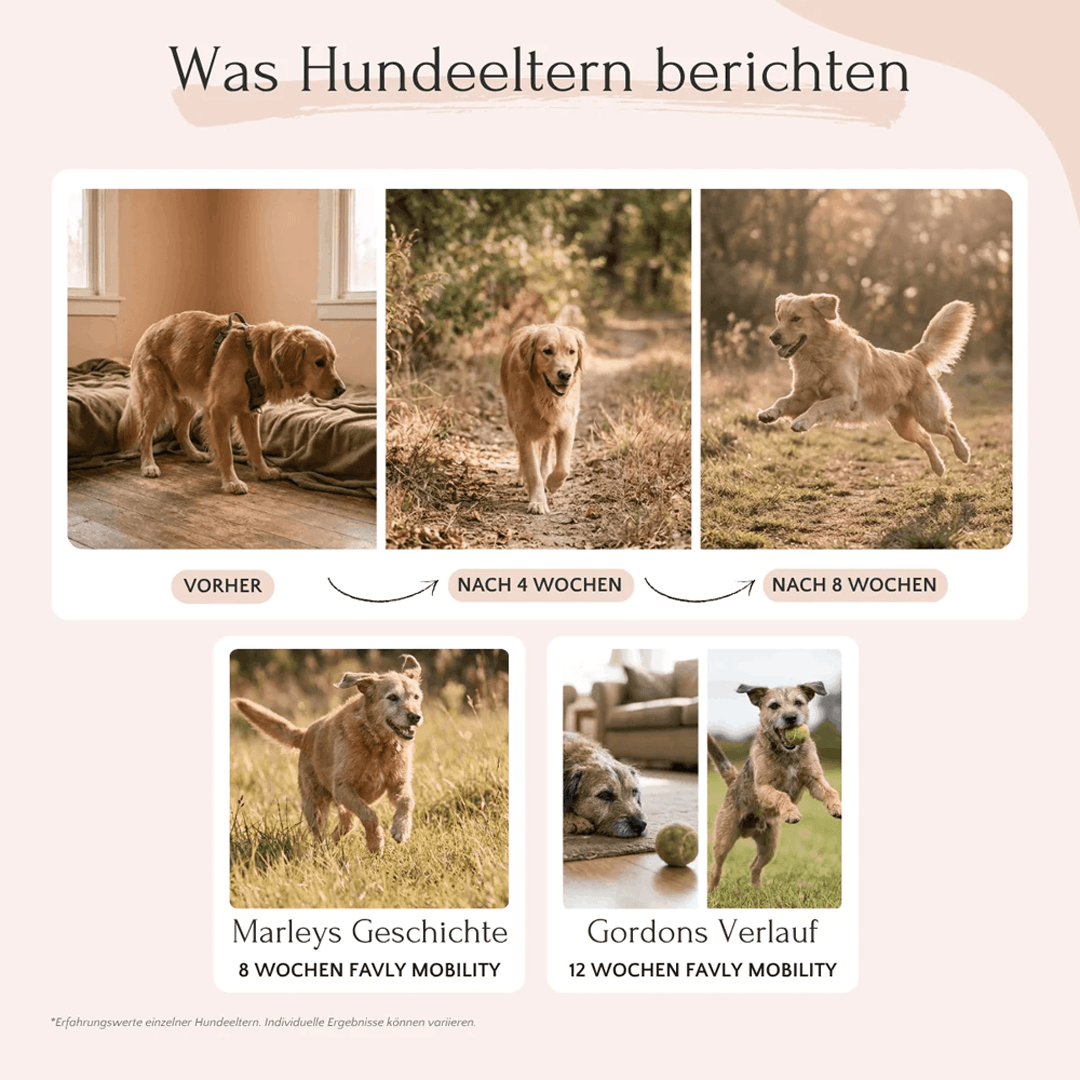 Mobility Pulver für Hunde