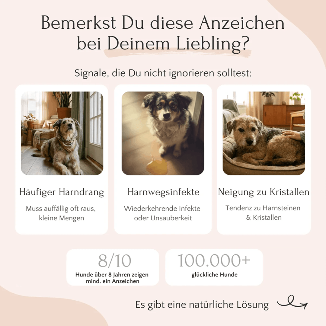 Urocare Pulver für Hunde