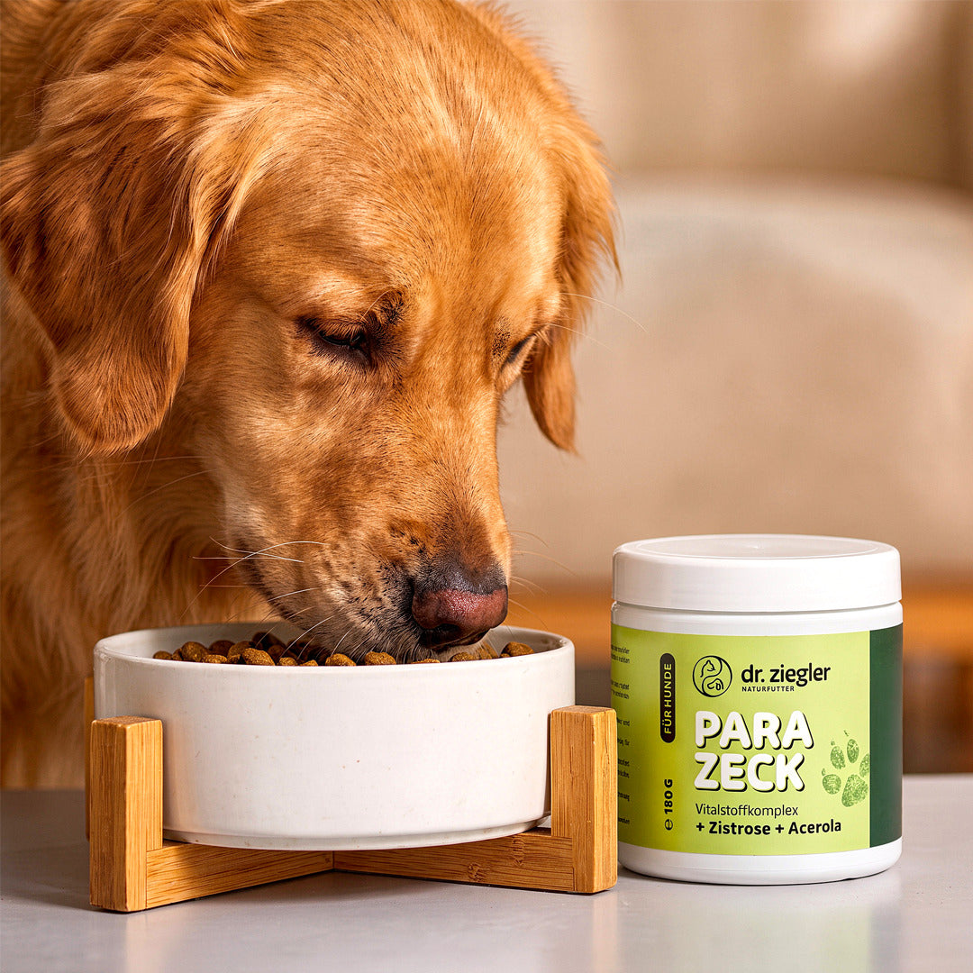 Para-Zeck für Hunde