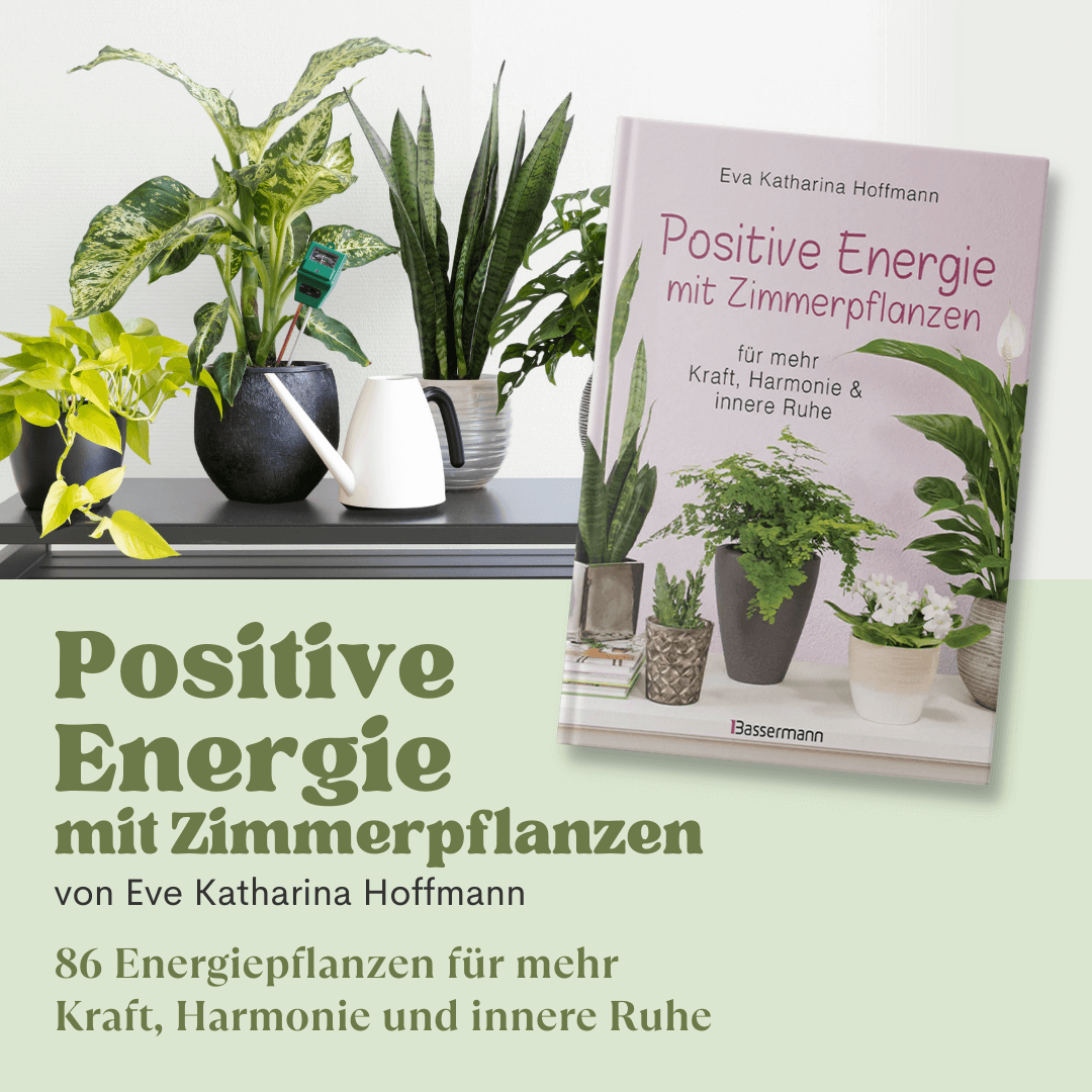 Positive Energie mit Zimmerpflanzen