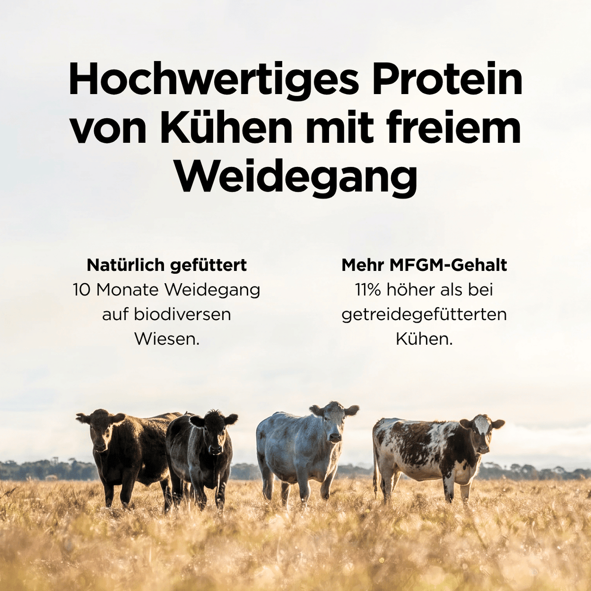 Weidemilch Whey Protein Erdbeere