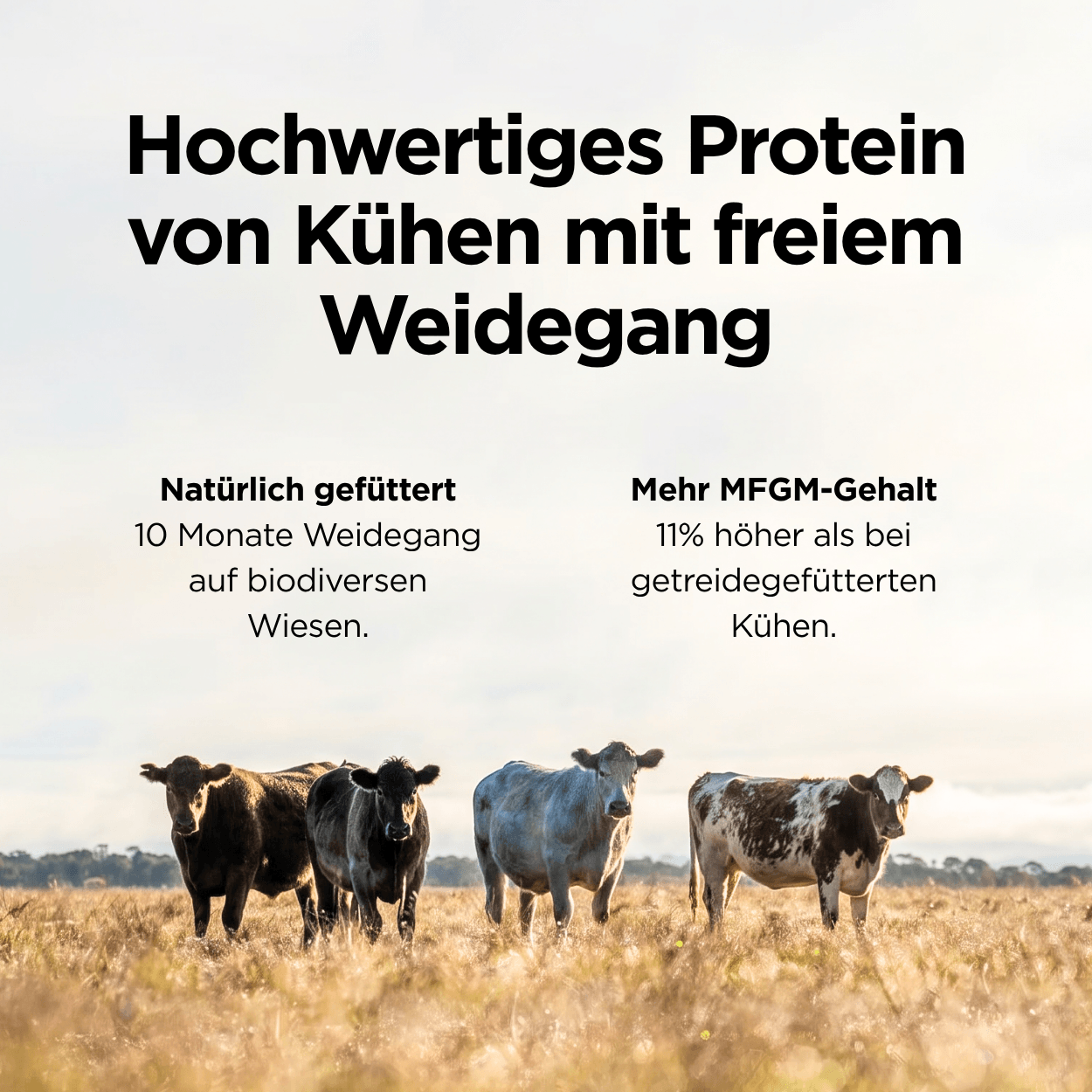 Weidemilch Whey Protein Schokolade