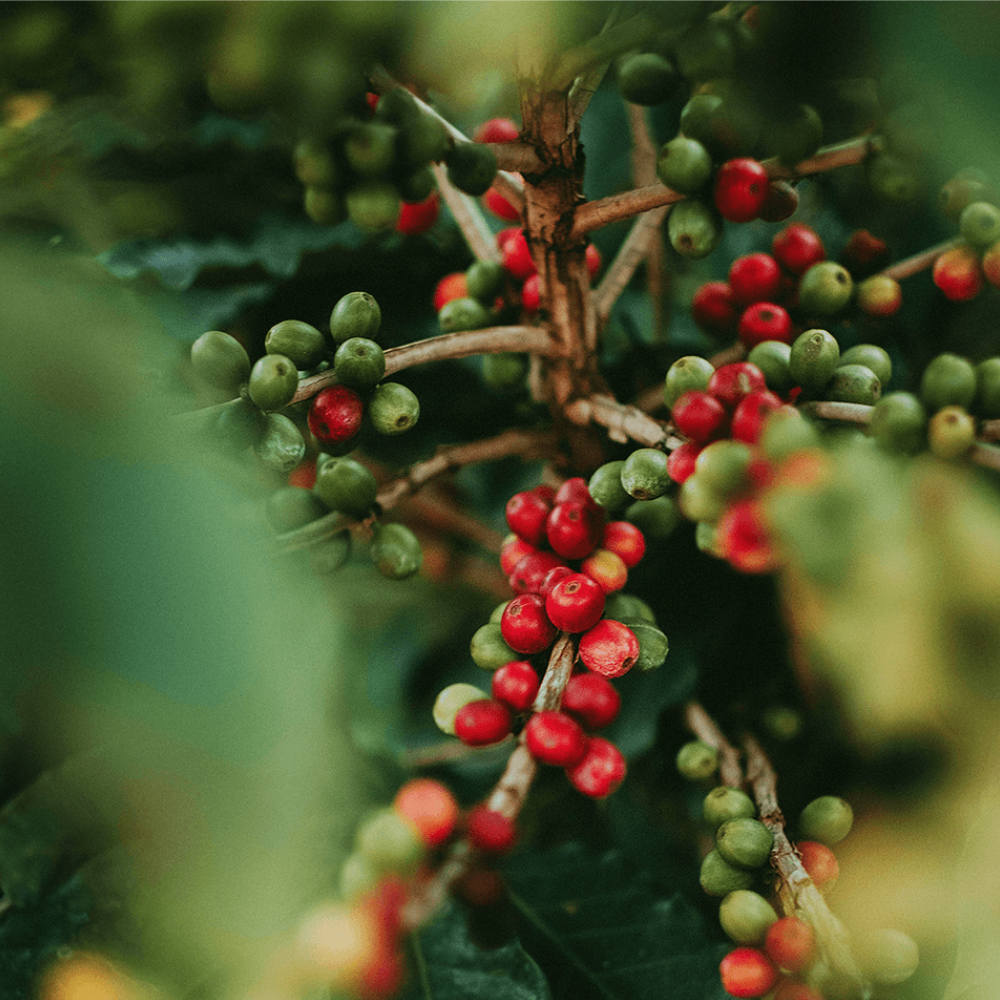 Bio Kaffee Dark