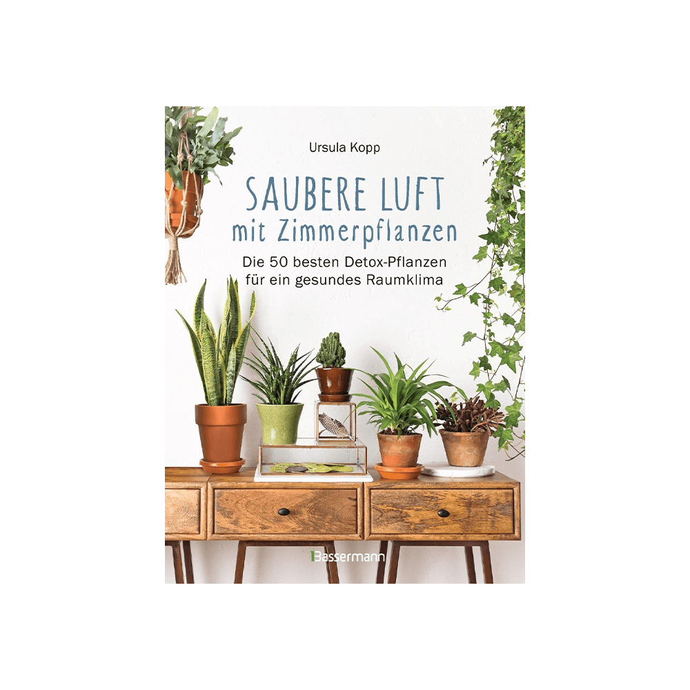 Saubere Luft mit Zimmerpflanzen